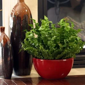 Crispy Wave Fern - 2.5 Inch Potted Asplenium - Clean Air Machine