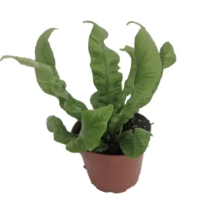 Crispy Wave Fern - 2.5 Inch Potted Asplenium - Clean Air Machine