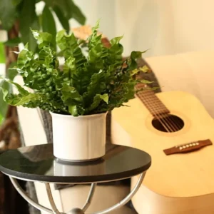 Crispy Wave Fern - 2.5 Inch Potted Asplenium - Clean Air Machine