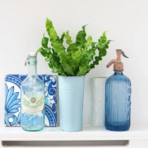 Crispy Wave Fern - 2.5 Inch Potted Asplenium - Clean Air Machine