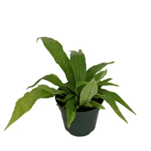 Crocodile Fern Plant - 4 Inch Pot - Rare Snakeskin Houseplant