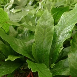 Crocodile Fern Plant - 4 Inch Pot - Rare Snakeskin Houseplant