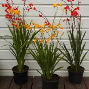 Crocosmia Bulbs - 25 Mixed Color Montbretia Tubers for Planting - Hardy Flowers