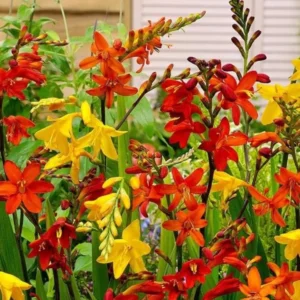 Crocosmia Bulbs - 25 Mixed Color Montbretia Tubers for Planting - Hardy Flowers