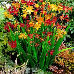 Crocosmia Bulbs - 25 Mixed Color Montbretia Tubers for Planting - Hardy Flowers