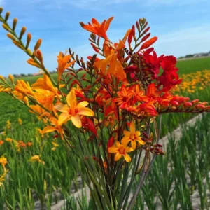 Crocosmia Bulbs - 25 Mixed Color Montbretia Tubers for Planting - Hardy Flowers