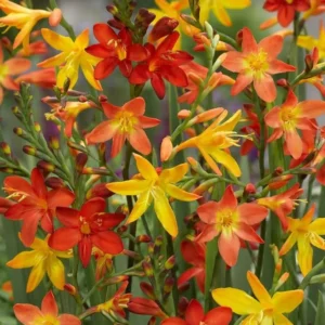 Crocosmia Bulbs - 25 Mixed Color Montbretia Tubers for Planting - Hardy Flowers