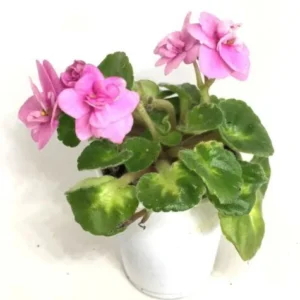 Crossroads Asian Violet Live Plant - 2.5 Inch Pot - Collector's Series Exotic Blooms