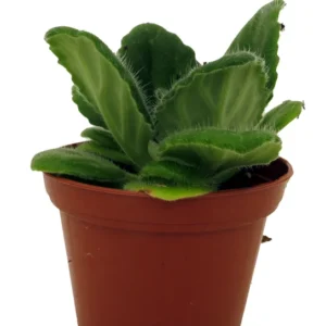 Crossroads Asian Violet Live Plant - 2.5 Inch Pot - Collector's Series Exotic Blooms