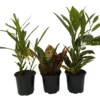 Croton Plant Assortment - 3 Pack of Colorful Indoor Plants in 4 inch Pots