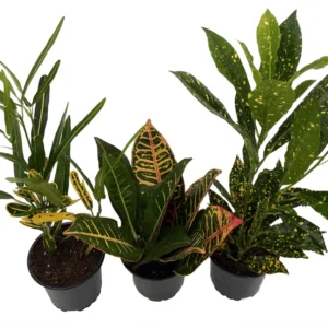 Croton Plant Assortment - 3 Pack of Colorful Indoor Plants in 4 inch Pots