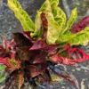Croton Plant Codiaeum Hybrid Live Plant 15 to 20in Height 1 Gallon Pot Vivid Colors