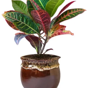 Croton Plant Codiaeum Hybrid Live Plant 15 to 20in Height 1 Gallon Pot Vivid Colors