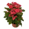 Crown of Thorns Plant - Euphorbia - Red/Pink Flower - 4 inch Pot - Indoor Plant