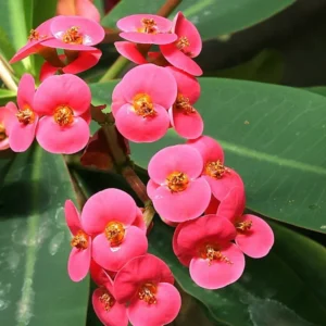 Crown of Thorns Plant - Euphorbia - Red/Pink Flower - 4 inch Pot - Indoor Plant