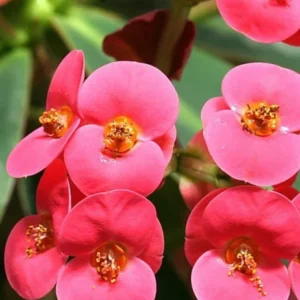 Crown of Thorns Plant - Euphorbia - Red/Pink Flower - 4 inch Pot - Indoor Plant