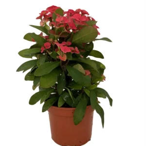 Crown of Thorns Plant - Euphorbia - Red/Pink Flower - 4 inch Pot - Indoor Plant