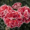 Crush Orange Dianthus Plant - Very Fragrant - 2.5 inch Pot