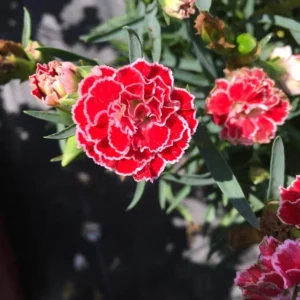 Crush Orange Dianthus Plant - Very Fragrant - 2.5 inch Pot