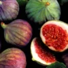 C's Red Edible Fig Plant - Sweet Ficus Carica - 2.5" Pot