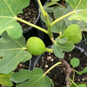 C's Red Edible Fig Plant - Sweet Ficus Carica - 2.5" Pot