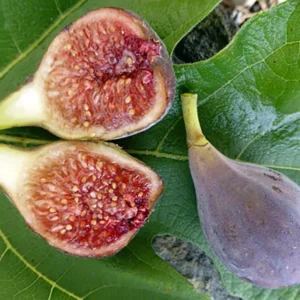 C's Red Edible Fig Plant - Sweet Ficus Carica - 2.5