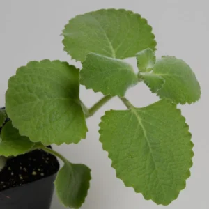 Cuban Oregano Plant In Pot 5-7 Tall - Mexican Mint Spanish Thyme