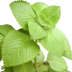 Cuban Oregano Plant In Pot 5-7 Tall - Mexican Mint Spanish Thyme