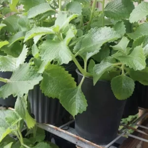 Cuban Oregano Plant In Pot 5-7 Tall - Mexican Mint Spanish Thyme