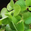Cuban Oregano Plants Live - 2 Pack - Green Mexican Mint - Indoor Starter Plants