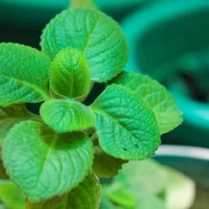 Cuban Oregano Plants Live - 2 Pack - Green Mexican Mint - Indoor Starter Plants