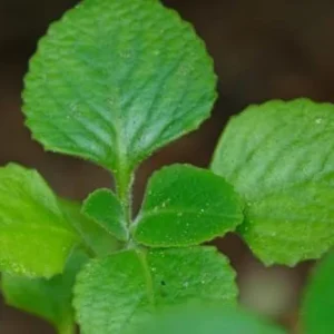 Cuban Oregano Plants Live - 2 Pack - Green Mexican Mint - Indoor Starter Plants