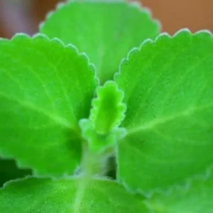 Cuban Oregano Plants Live - 2 Pack - Green Mexican Mint - Indoor Starter Plants
