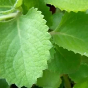 Cuban Oregano Plants Live - 2 Pack - Green Mexican Mint - Indoor Starter Plants