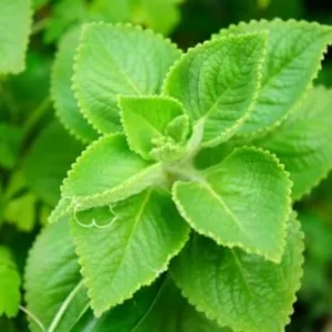 Cuban Oregano Plants Live - 2 Pack - Green Mexican Mint - Indoor Starter Plants