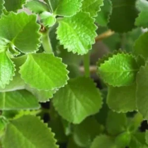 Cuban Oregano Plants Live - 2 Pack - Green Mexican Mint - Indoor Starter Plants