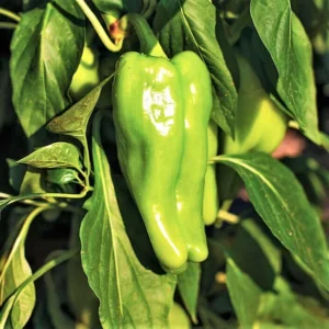 Cubanelle Sweet Pepper Plant - 2.5 inch Pot - Frying Pepper