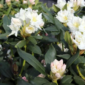 Cunningham's White Rhododendron Plant - 4 inch Pot - White Flowers