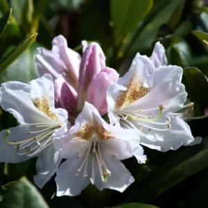 Cunningham's White Rhododendron Plant - 4 inch Pot - White Flowers