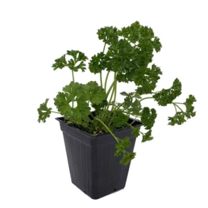 Curly Leaf Parsley Herb - 3" Pot - Fresh Culinary Herb - Easy to Grow