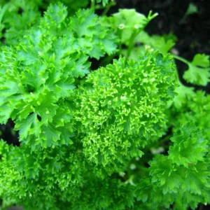Curly Leaf Parsley Herb - 3