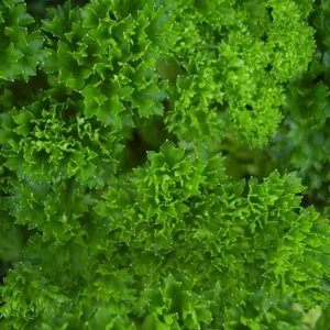 Curly Leaf Parsley Herb - Live Plant - 4 inch Pot - Petroselinum