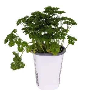 Curly Leaf Parsley Herb - Live Plant - 4 inch Pot - Petroselinum