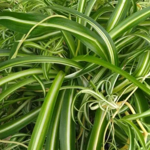 Curly Spider Plant 4 inch Potted Tropical Houseplant Indoor Air Purifier