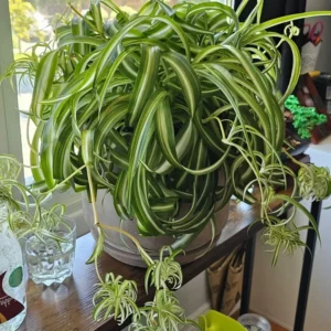 Curly Spider Plant 4 inch Potted Tropical Houseplant Indoor Air Purifier