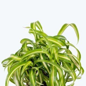 Curly Spider Plant 4 inch Potted Tropical Houseplant Indoor Air Purifier