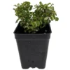Curly Variegated Creeping Fig - Ficus pumila - 2.5 Inch Pot - Terrarium Plant