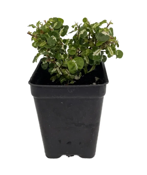 Curly Variegated Creeping Fig - Ficus pumila - 2.5 Inch Pot - Terrarium Plant