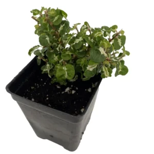 Curly Variegated Creeping Fig - Ficus pumila - 2.5 Inch Pot - Terrarium Plant