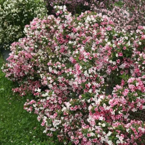Czechmark Trilogy Weigela Plant - 4 inch Pot - Spring Flowering Shrub